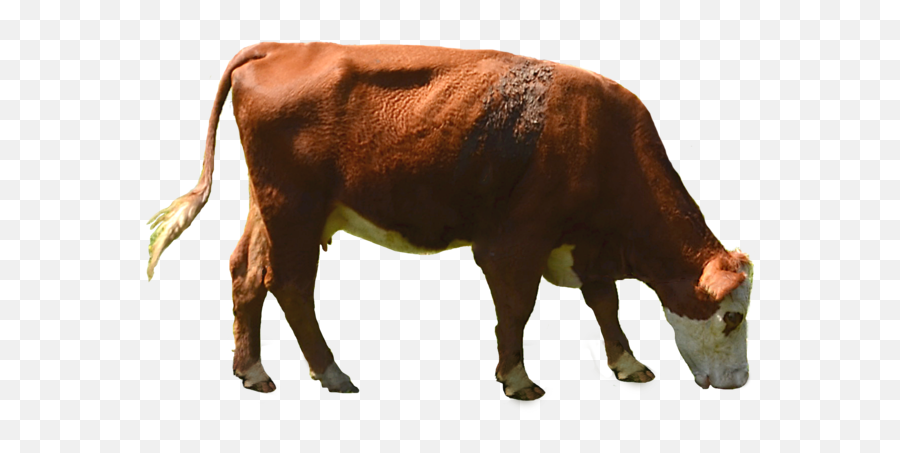 Cow Png Transparent Image 1 202 - Cow Eating Grass Png,Cow Transparent