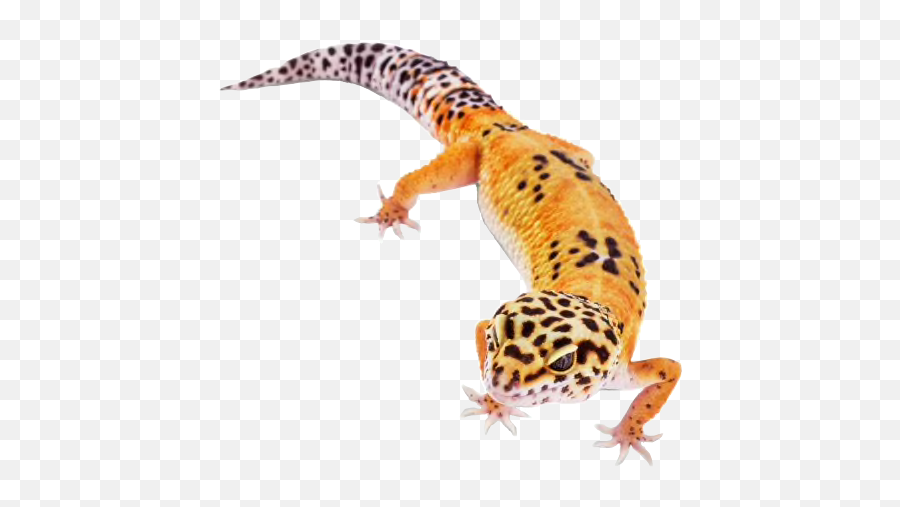 Leopardgecko Leopard Gecko Reptile Sticker By Starla - Noah Neck Funny Png,Leopard Gecko Png