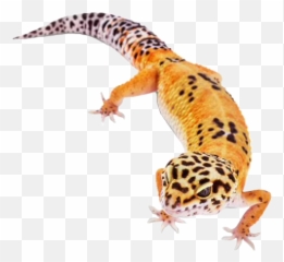 Leopardgecko Leopard Gecko Reptile Sticker By Starla - Noah Neck Funny Png,Leopard Gecko Png