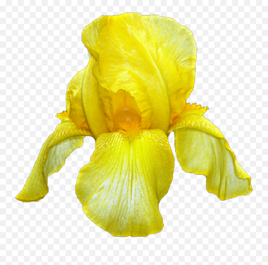 Yellow Iris Transparent Png - Stickpng Yellow Iris,Yellow Flower Transparent Background