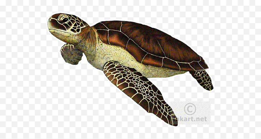 Download - Turtlepngtransparentimagestransparent Sea Turtle No Background Png,Ridley Png