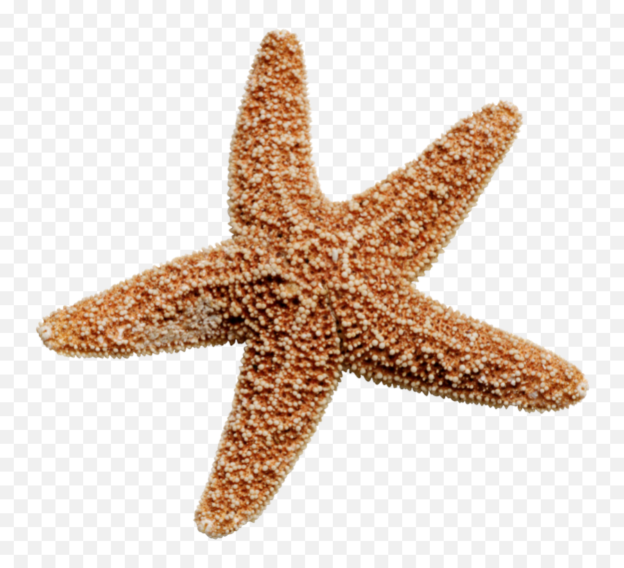 Png Background - Starfish With No Background,Starfish Transparent