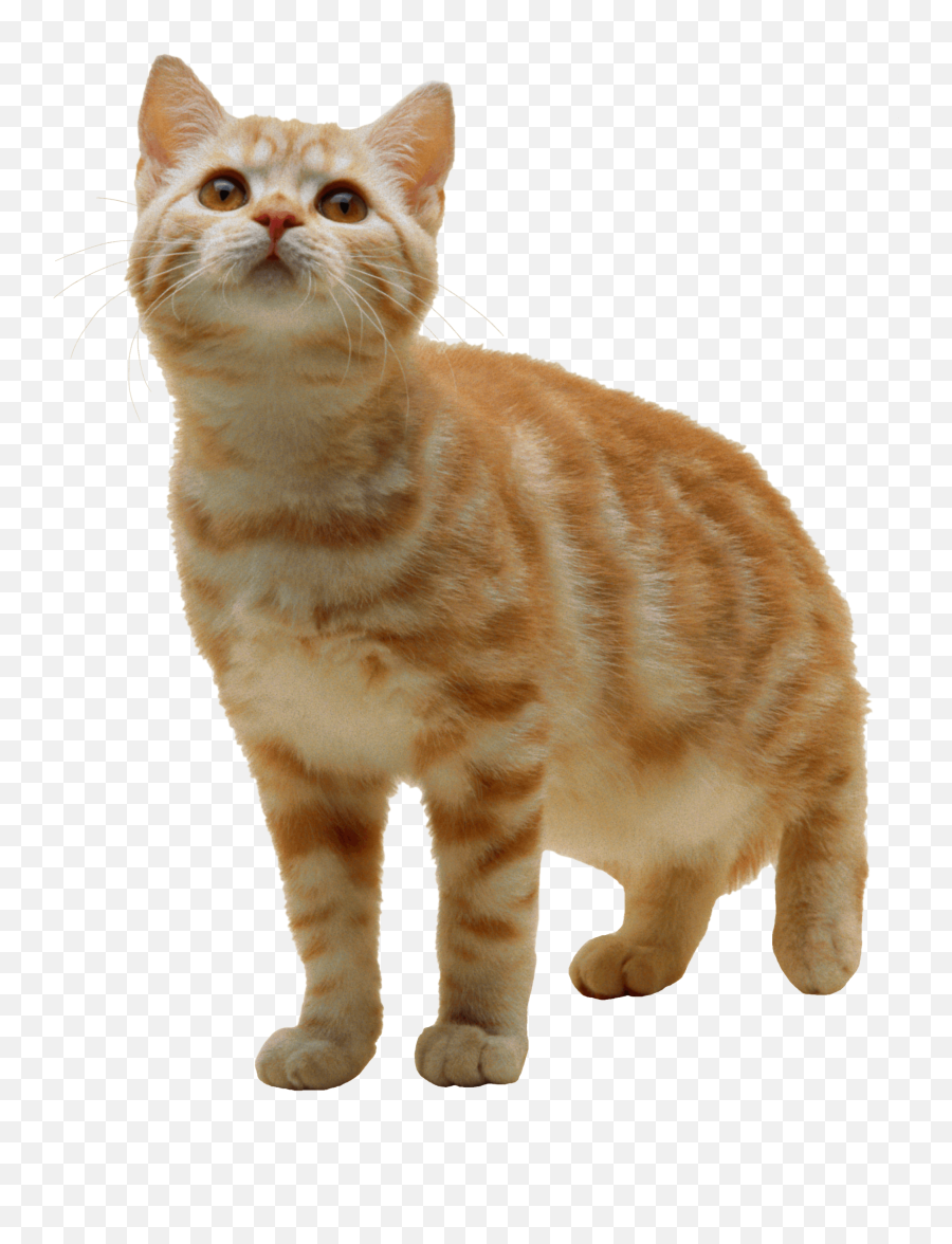 Download Sweet Cat Kitten Png - Cat Transparent Background,Cat With Transparent Background