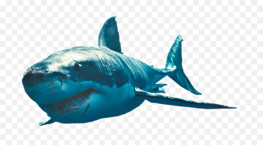 Download Free Png Shark Clipart - Great White Shark Png,Shark Clipart Transparent Background