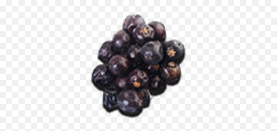 Dessicated Juniper Berries - Official Wasteland 3 Wiki Juniper Berries Marathi Name Png,Juniper Icon