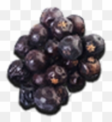 Dessicated Juniper Berries - Official Wasteland 3 Wiki Juniper Berries Marathi Name png