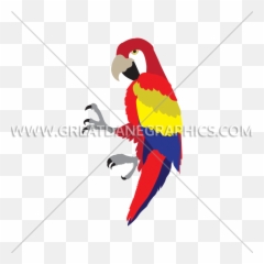 Parrot With Drink Production Ready Artwork For T - Shirt Parrots png