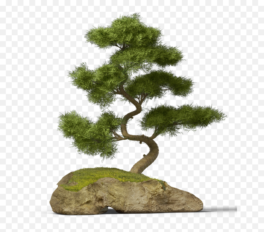 Bonsai Tree Chinese Asian Japanese - Pine Tree Bonsai Png,Bonsai Tree Png