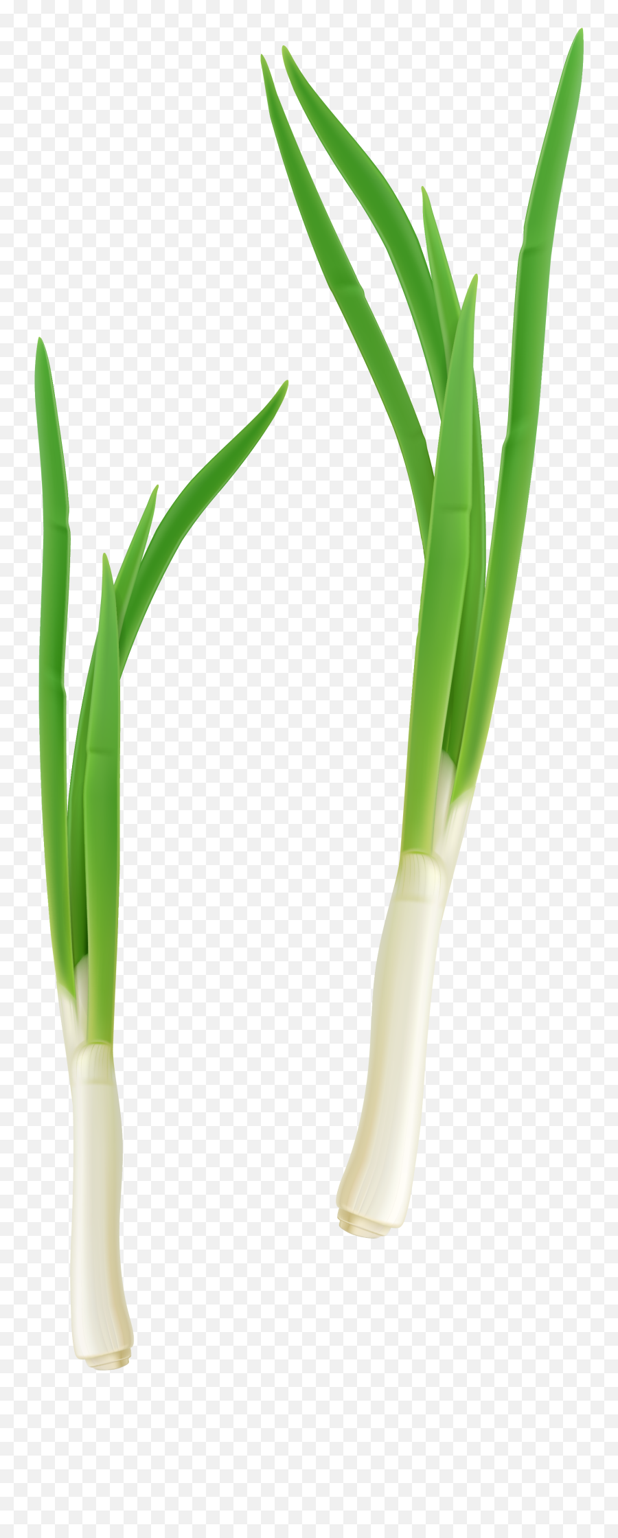 Picture Transparent Library Png Files - French Onion Vegetable,Onion Png