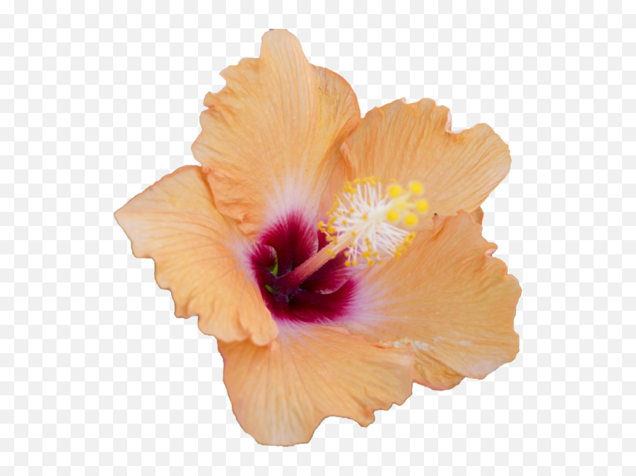 Hibiscus Flowers Transparent Png - Hibiscus Flower Overlay,Hawaiian Flowers Png