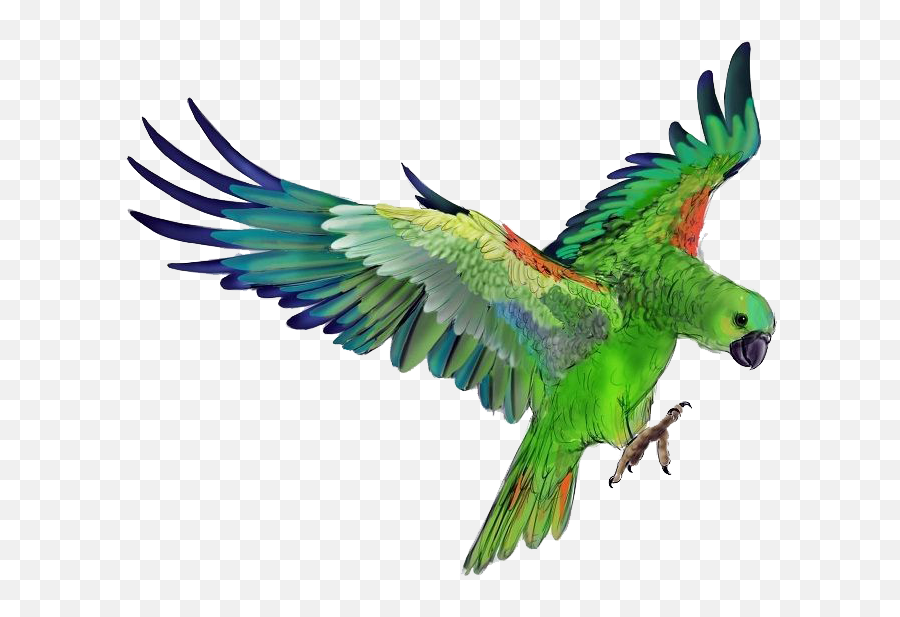 Parrot Png Photo Background