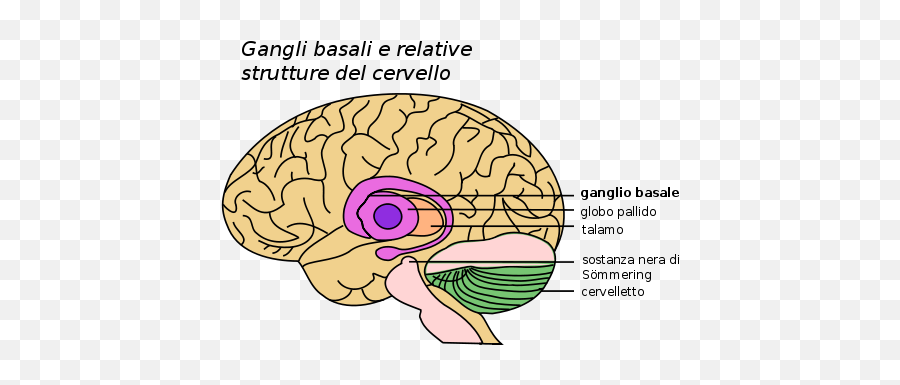 Basal Ganglia And Related - Basal Ganglia And Substantia Nigra Png,It Png