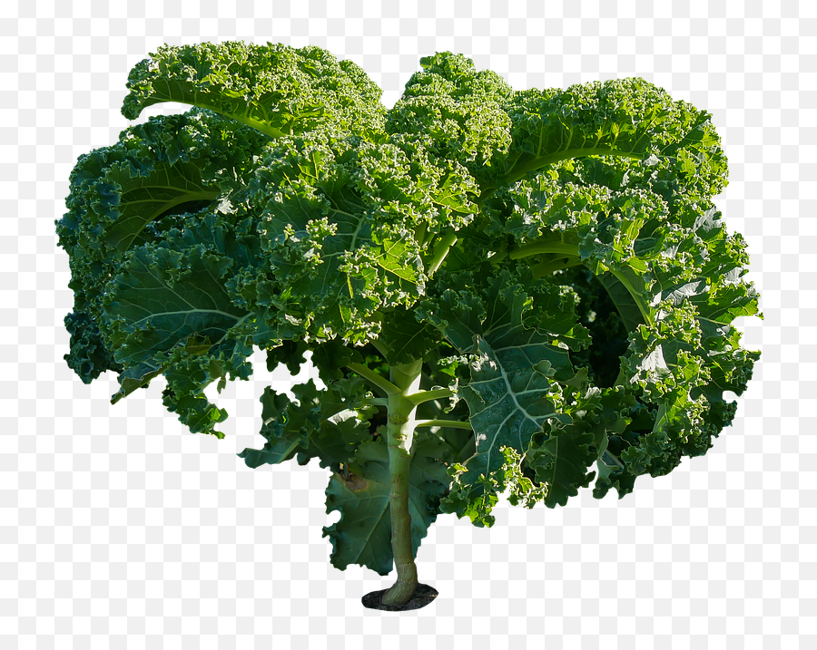 Eat Food Vegetables - Kale Plant Png,Kale Png