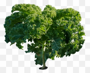 Eat Food Vegetables - Kale Plant Png,Kale Png