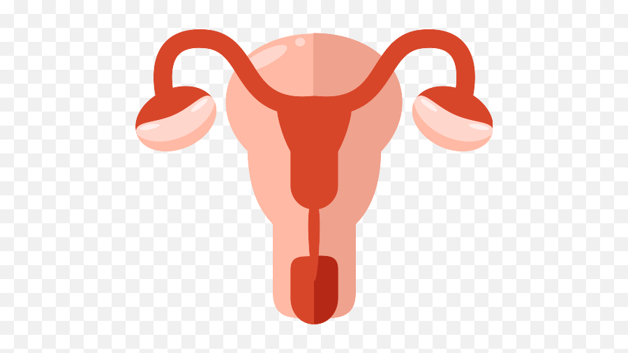 Uterus Png Icon - Female Reproductive System Png,Uterus Png