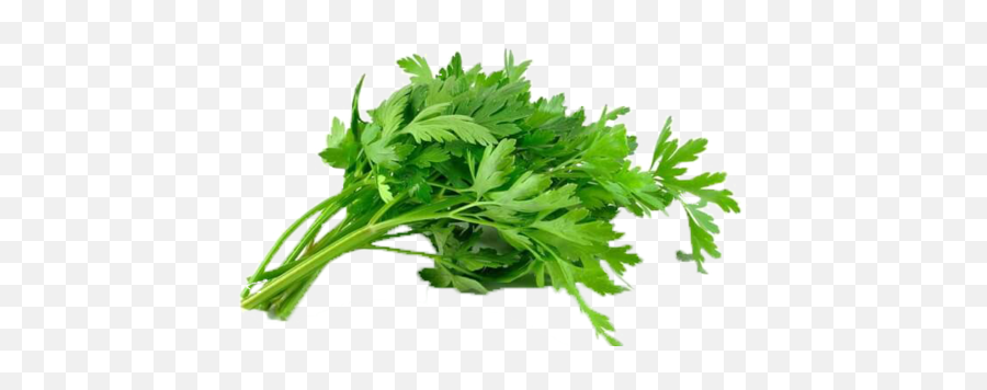 Batang Sup Celery U2013 Samaa Fruits U0026 Vegetables - Transparent Parsley Leaves Png,Celery Png