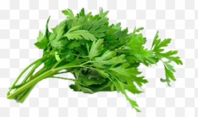 Batang Sup Celery U2013 Samaa Fruits U0026 Vegetables - Transparent Parsley Leaves Png,Celery Png