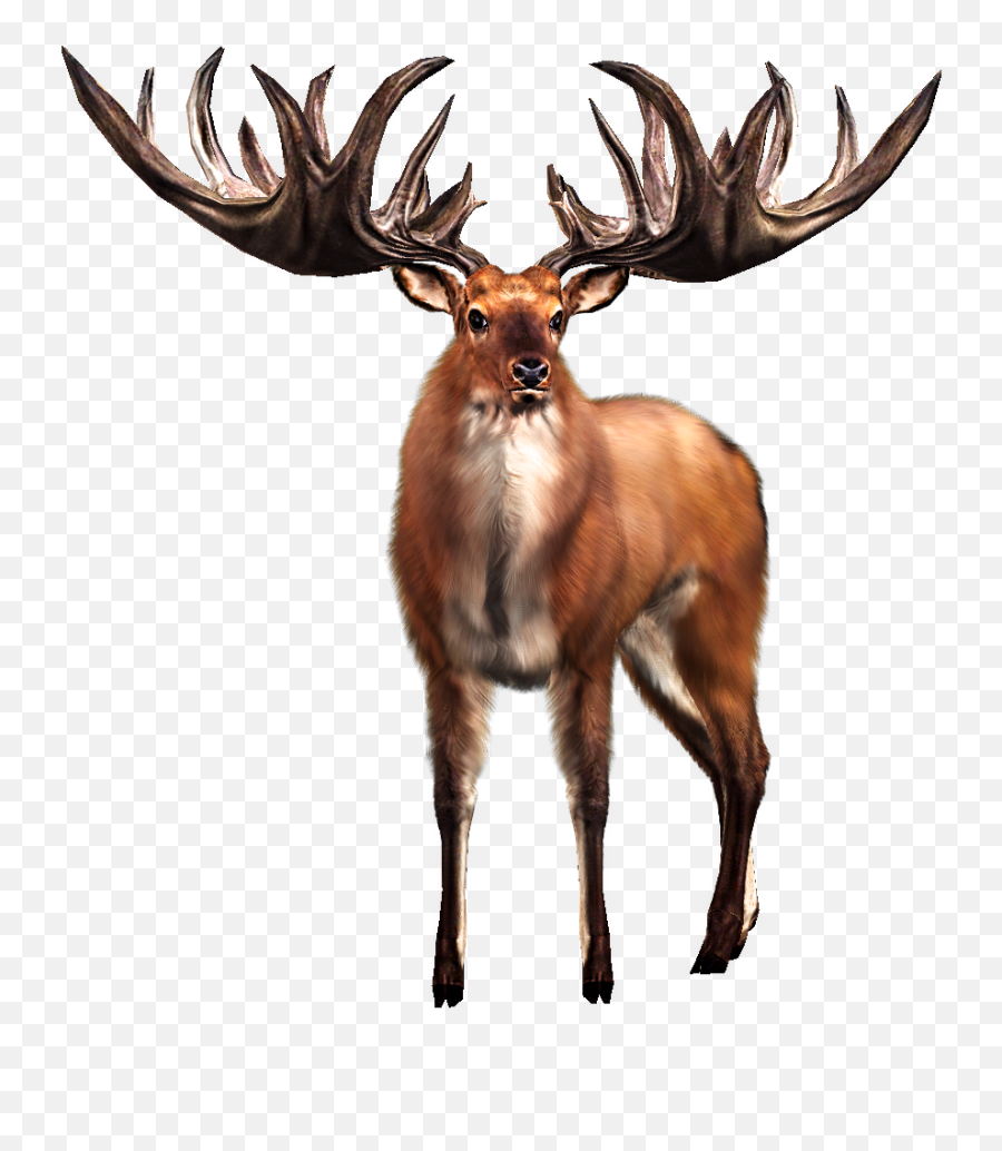 Irish Elk White - Tailed Deer Big Buck Hunter Big Png Irish Elk Png,Deer Transparent Background