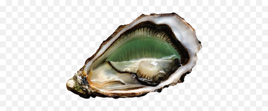 Daniel Sorlut Ostras - Ostra Fine De Claire Png,Oysters Png