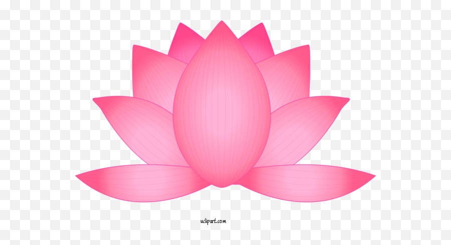 Lotus Petal For Flower - Sacred Lotus Png,Lotus Transparent