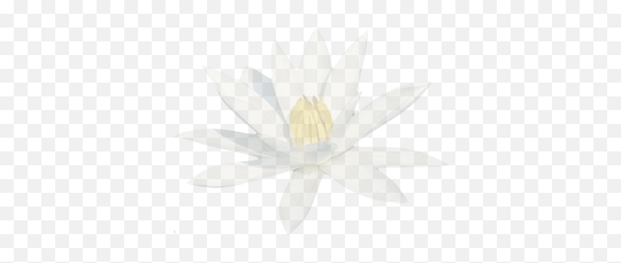 Translucid Water Lily Transparent Png - Sacred Lotus,Water Lily Png