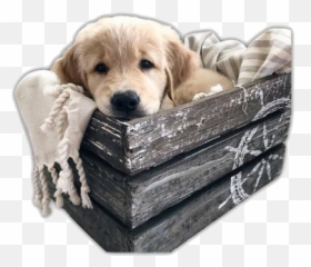 Dogs Dog Puppy Pet Png Sticker - Golden Retriever Puppy Meams,Puppy Png