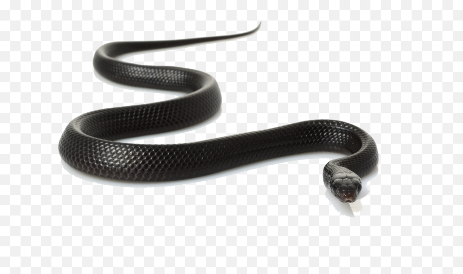 Real Snake Clipart - Transparent Black Snake Png,Snake Emoji Png