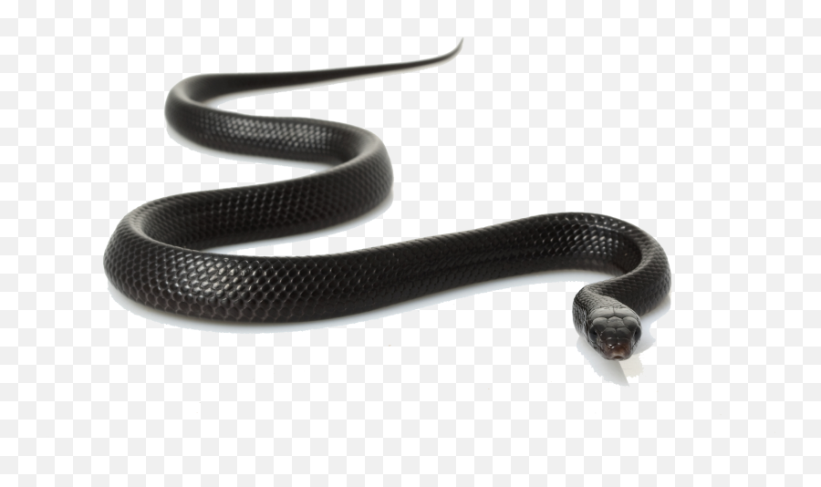 Real Snake Clipart Transparent Black Snake Png Free Transparent Png Images Pngaaa Com