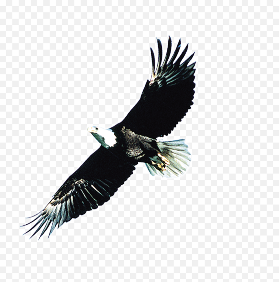 Eagle Wings Png Svg Transparent - Drawing Eagle Wings,Eagle Wings Png