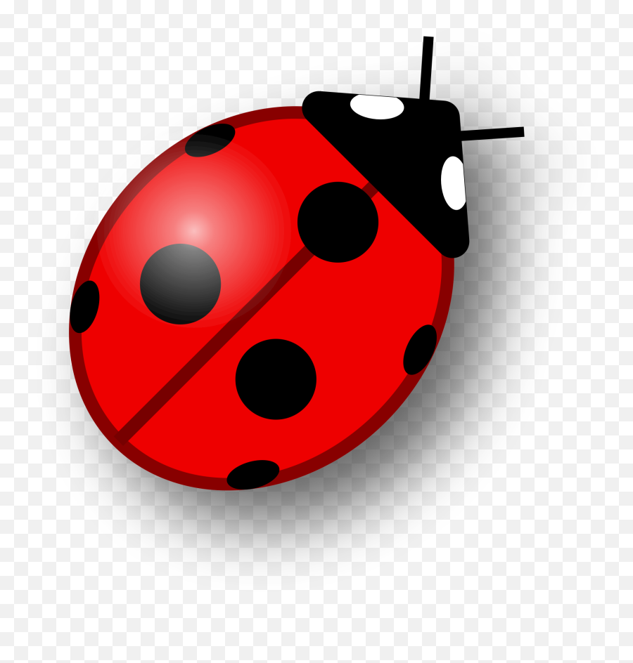 Ladybug png fundo