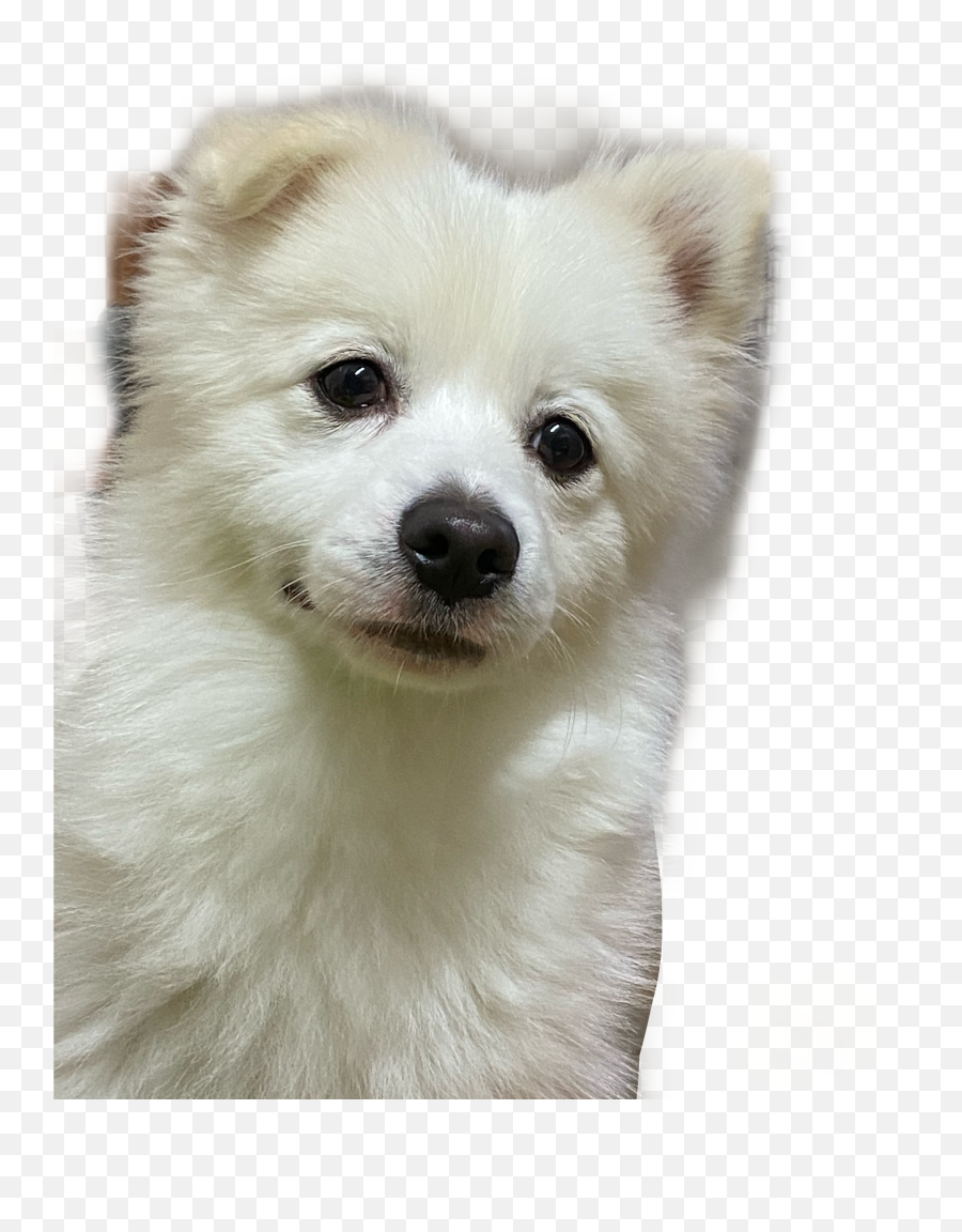 Dog Doglover Doggos Dogfilter Sticker By Catarina - Japanese Spitz Png,Dog Filter Png
