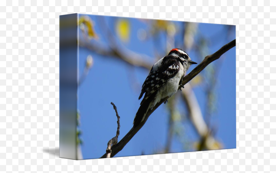 Didi Woodpecker By Higginbotham - Downy Woodpecker Png,Woodpecker Png