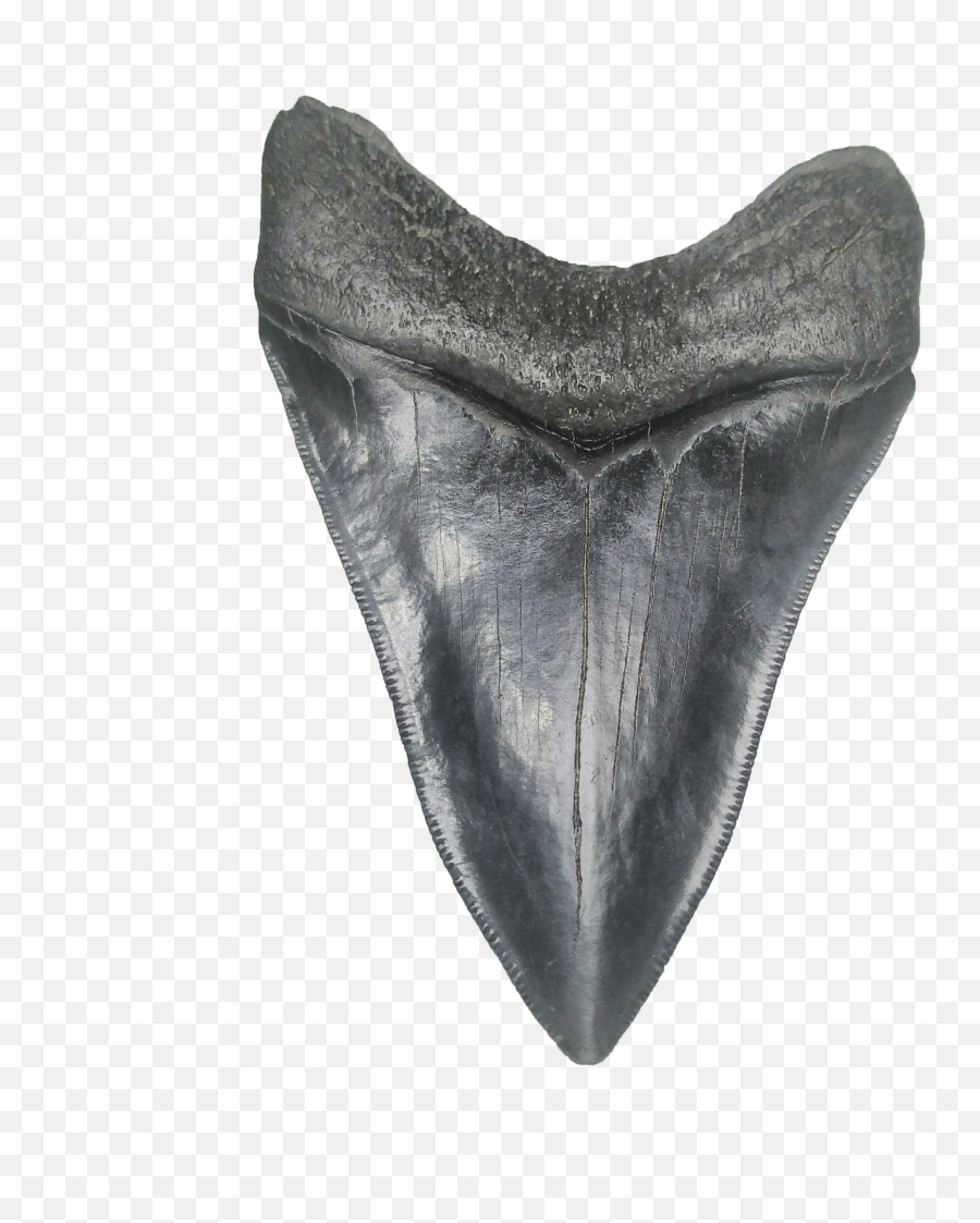 Shark Tooth Png - Shark Tooth Png,Shark Teeth Png