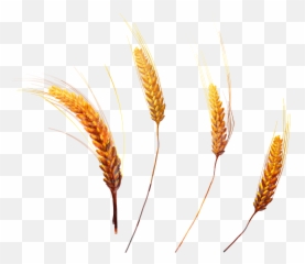 Cereal Png Photo Grains - Portable Network Graphics