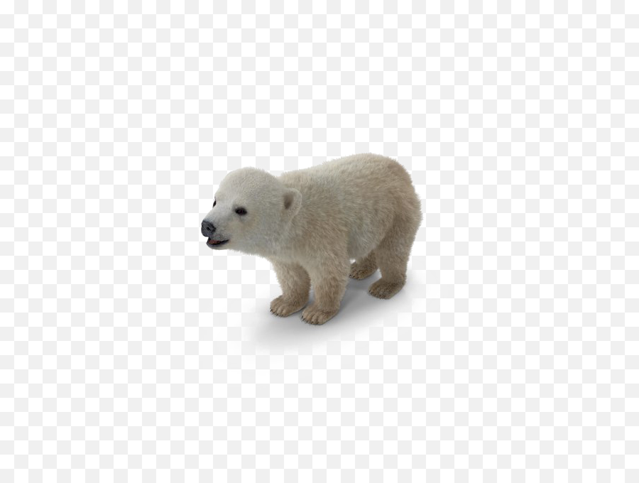Download Polar Bear Png Background Image - Polar Bear Full Polar Bear,Polar Bear Png