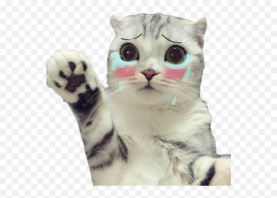 Cat Cry Crycat Sad Sadcat - Sticker By Soffyachu Transparent Sad Cat Png,Sad Cat Png