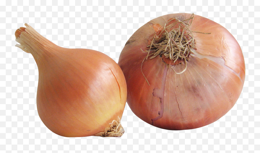 Download Onion Png Image For Free - Fresh Onion Png,Onion Png