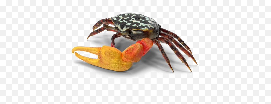 Download Crab Free Png Image - American Lobster,Crab Transparent Background