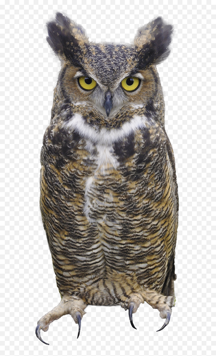 Owl Png - Owl Png,Owl Transparent