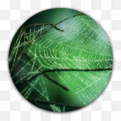 3ds Max Spider Web Transparent Png