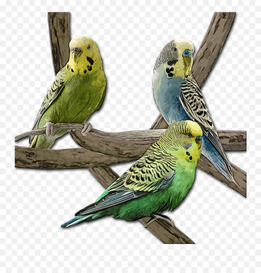 Bird Pet Budgie - Free Image On Pixabay Green Budgie Png,Parakeet Png