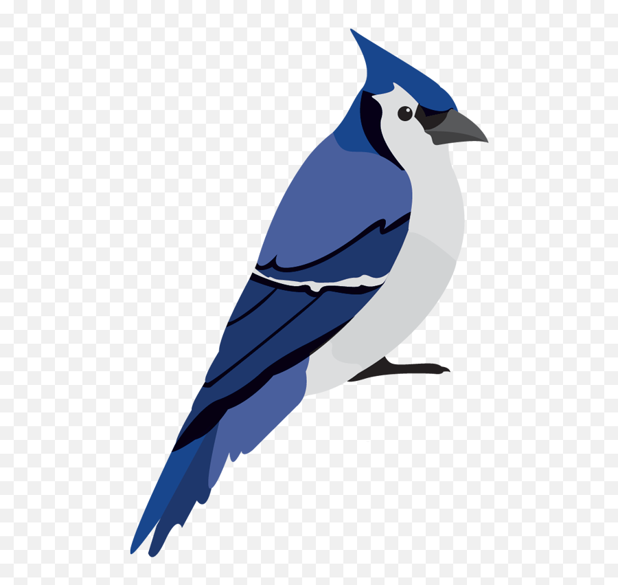 Wild Bird Care And Seed - Blue Jay Png,Blue Jay Png