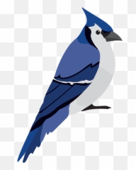 Wild Bird Care And Seed - Blue Jay Png,Blue Jay Png
