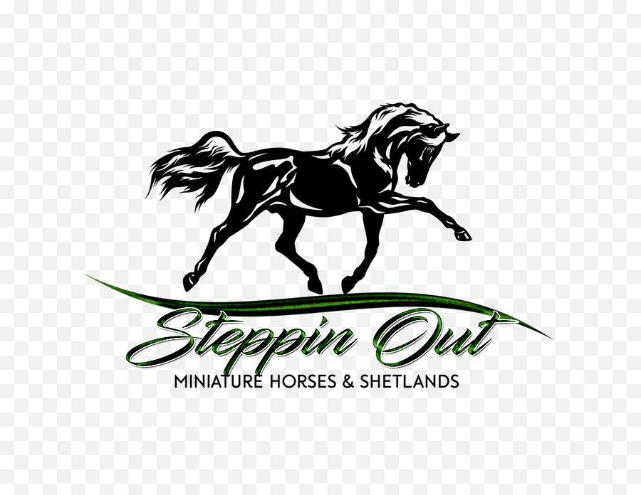 Steppin Out Miniature Horses And Shetlands - Horse With Girl Vector Png,Horses Png