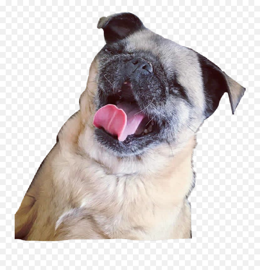 Download Hd Maya Sticker - Maya Pug Transparent Png,Pug Png