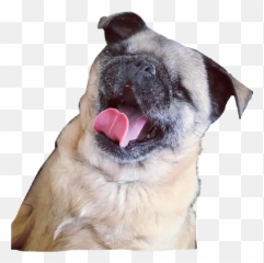 Download Hd Maya Sticker - Maya Pug Transparent Png,Pug Png