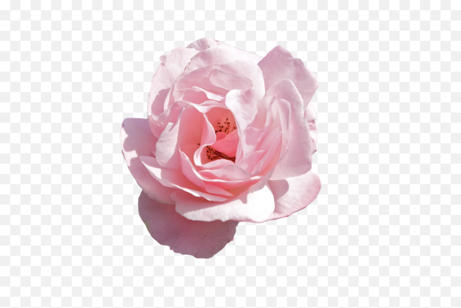 Tumblr Pink - Transparent Aesthetic Flower Png,Aesthetic Png Tumblr