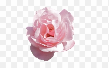 Tumblr Pink - Transparent Aesthetic Flower Png