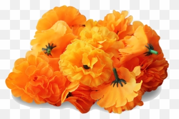 Mexican Marigold Flower Clip Art - Transparent Marigold Flower Png,Mexican Flowers Png