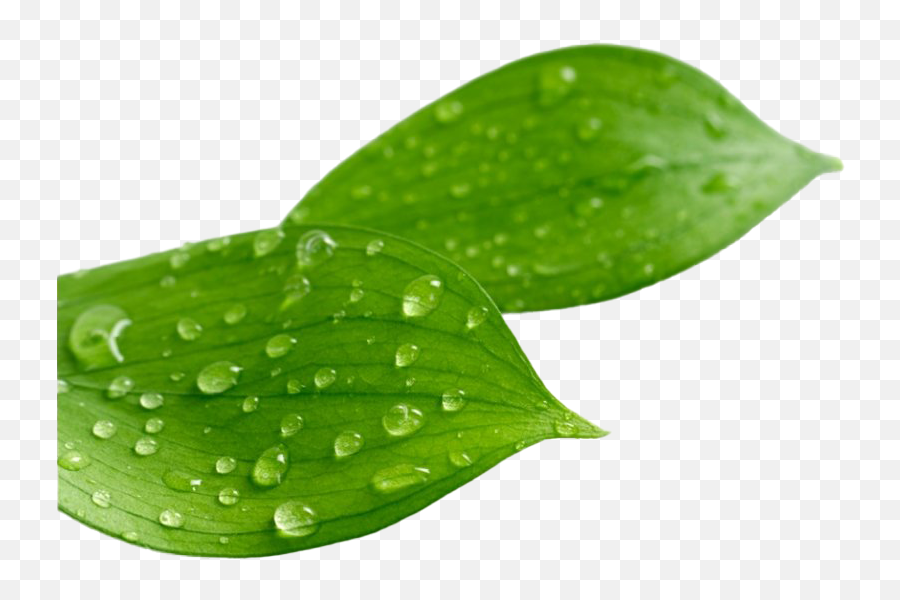 Leaf Water Drop Png Clipart Mart - Leaves With Water Drops Png,Water Clipart Png